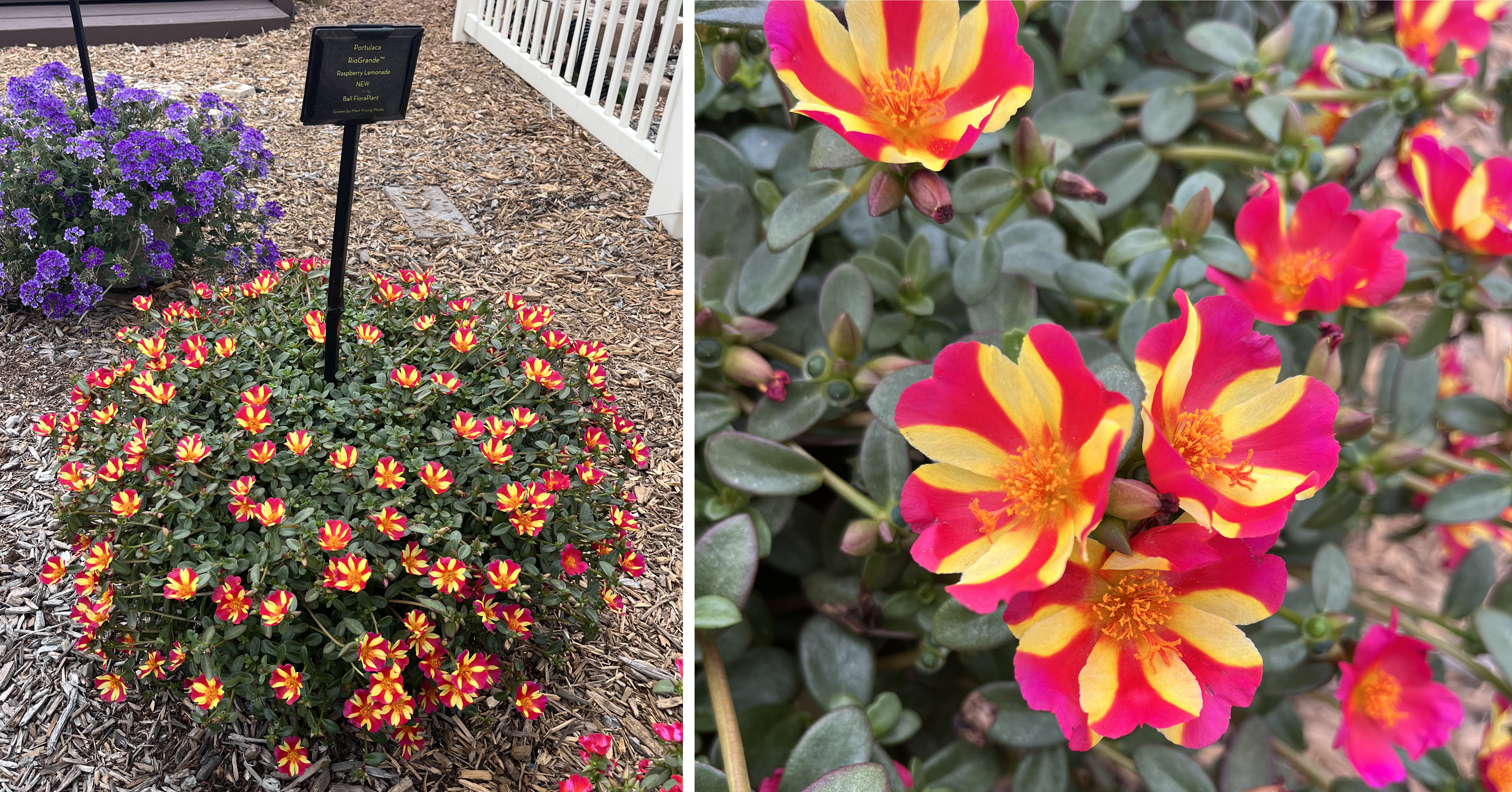 Two views of Portulaca &lsquo;Rio Grande Raspberry Lemonade.&rsquo; Left: A rounded container filled with small bright blooms of red, yellow, and orange bicolor flowers. Right: A close-up of the cheerful blossoms with bold color contrast.